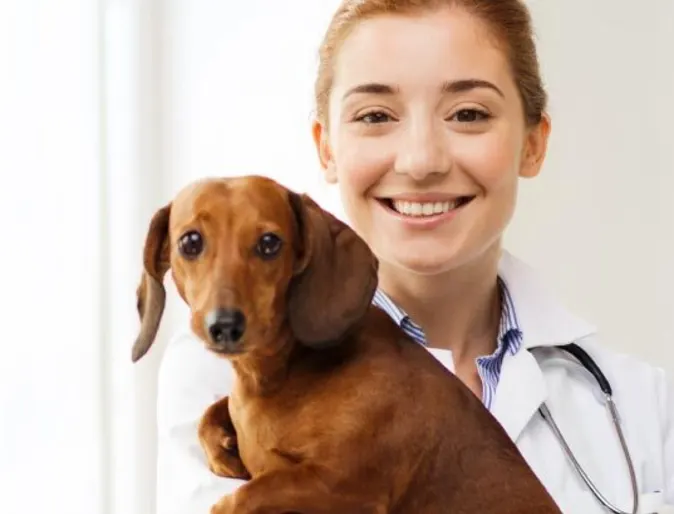 Veterinary staff holding a dog